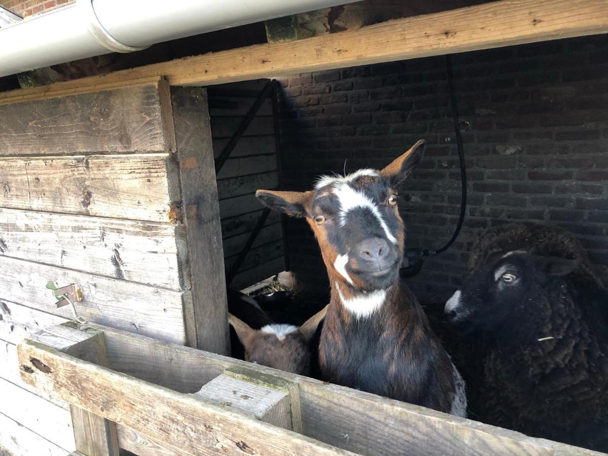 Hoeve De Binnenplaets Schimmert Zewnętrze zdjęcie